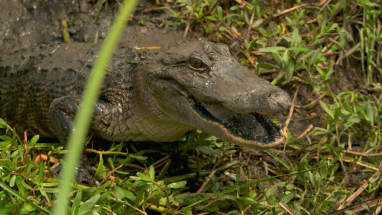 Daniel and Joey Battle a Mama Gator thumbnail