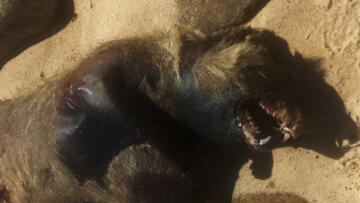 Episode 18 Birdzilla and New Montauk Monster