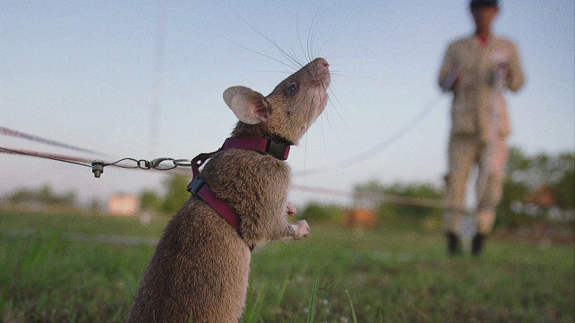 The Mid Air Miracle in California thumbnail