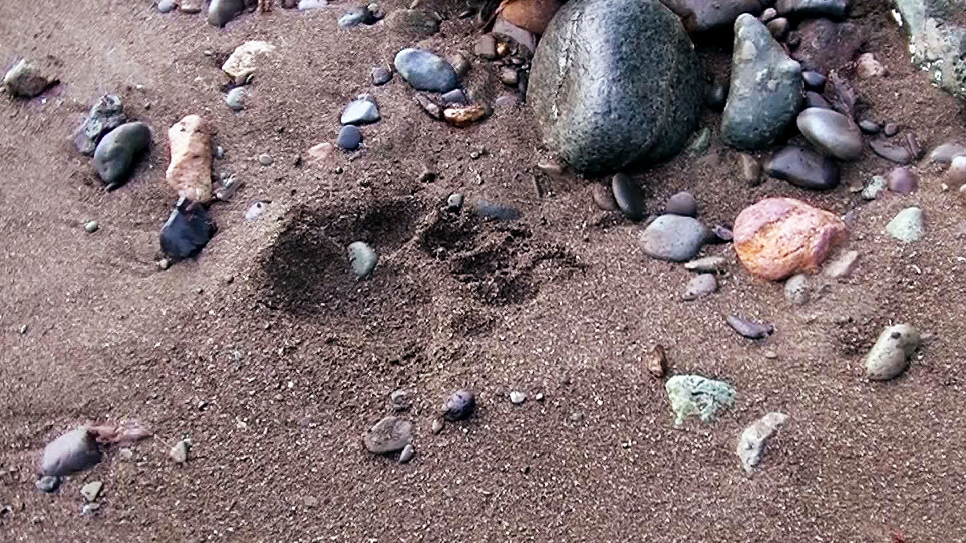 Josh is Spooked by Bear Tracks thumbnail