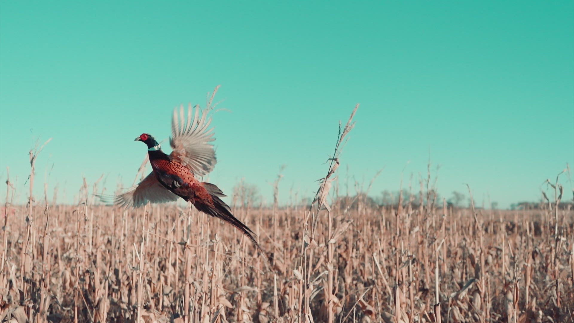 South Dakota Pheasant