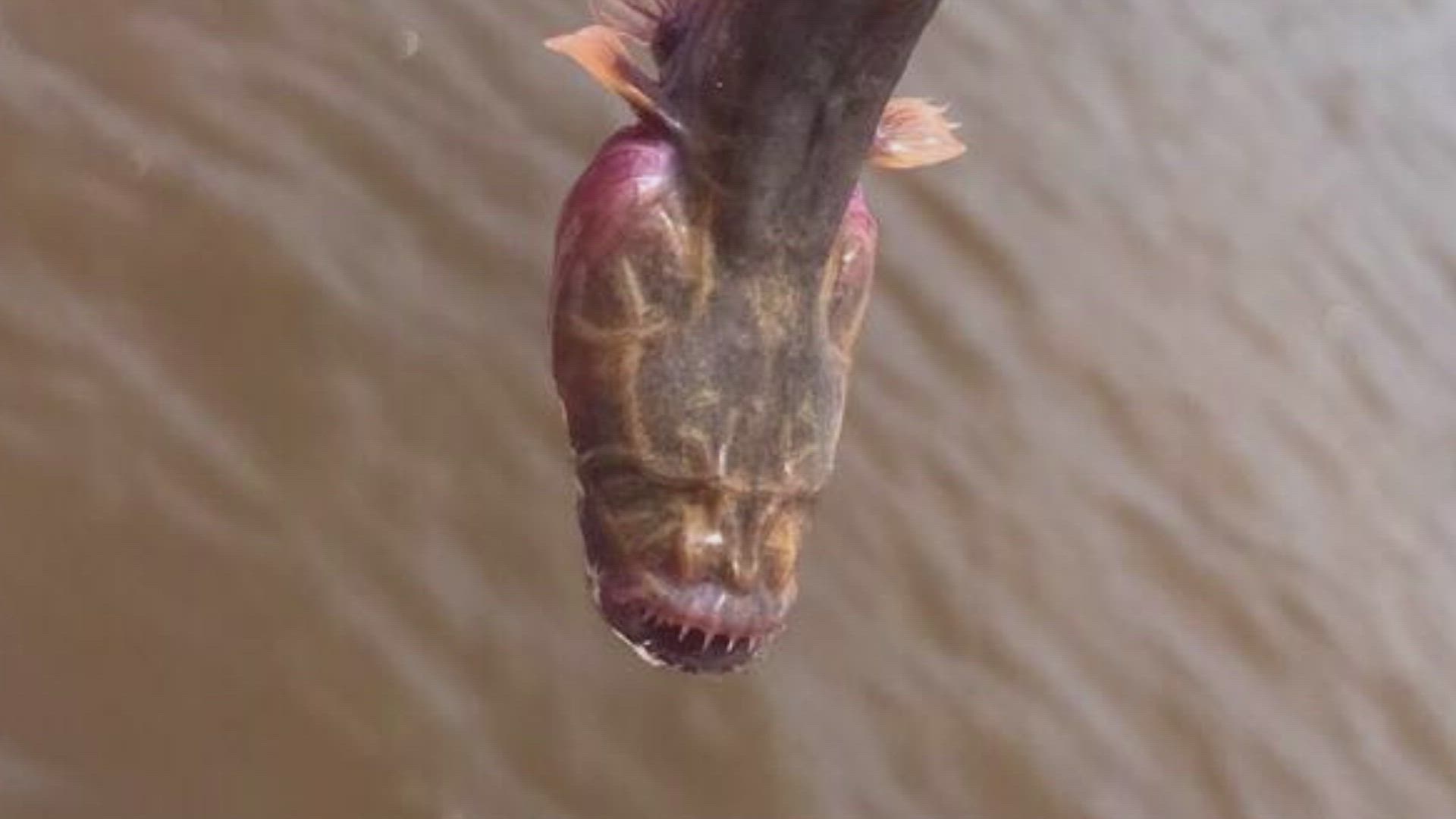 Eyeless Creature Pulled from Australian Waters Baffles Experts thumbnail