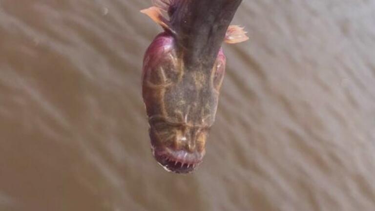 Eyeless Creature Pulled from Australian Waters Baffles Experts thumbnail