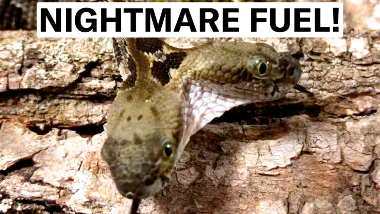 5 Creepy Nightmare Creatures: "That Does Not Look Normal" thumbnail