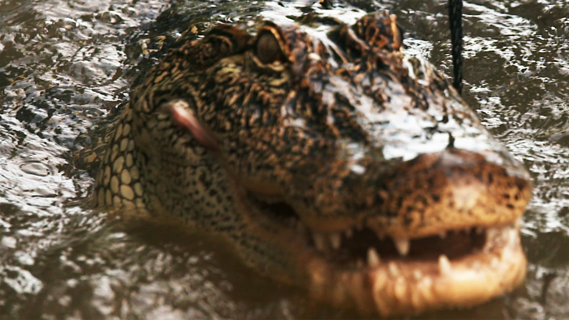 Willie and His Dad Strike a GATOR GOLD MINE