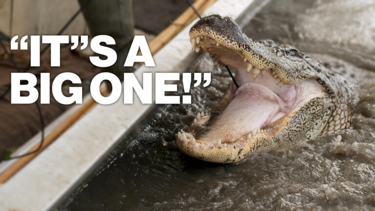 Troy’s DANGEROUS Battle with FREIGHT TRAIN Gator thumbnail