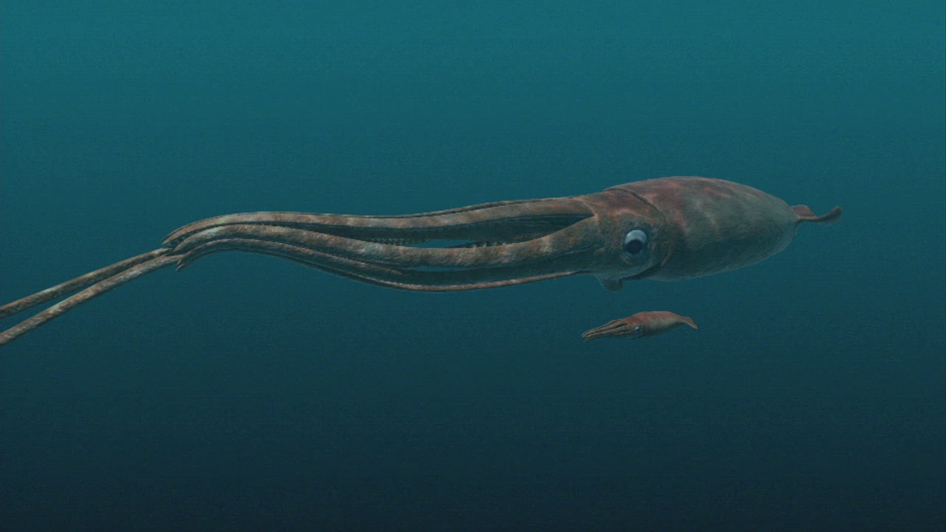 Giant Squid Found?