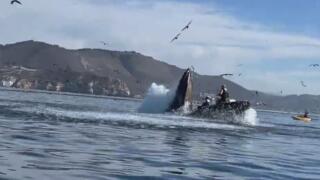 Whale Eats Kayakers, Trucks vs. Trains, Flames & Cranes & Historic Eiffel Tower Jump