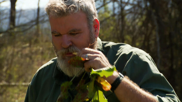 Surviving Alone: Wild Edibles thumbnail