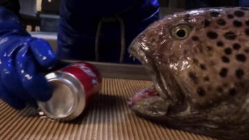 Episode 11 Congressional UFOs, New Nessie and Zombie Fish