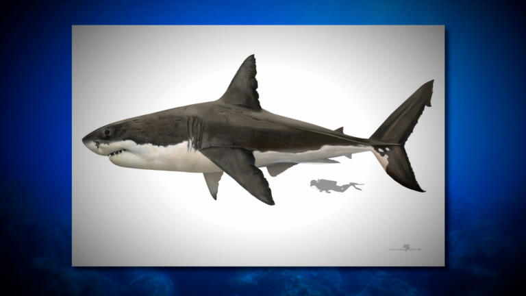 Massive Shark Could Be a Living Megalodon thumbnail