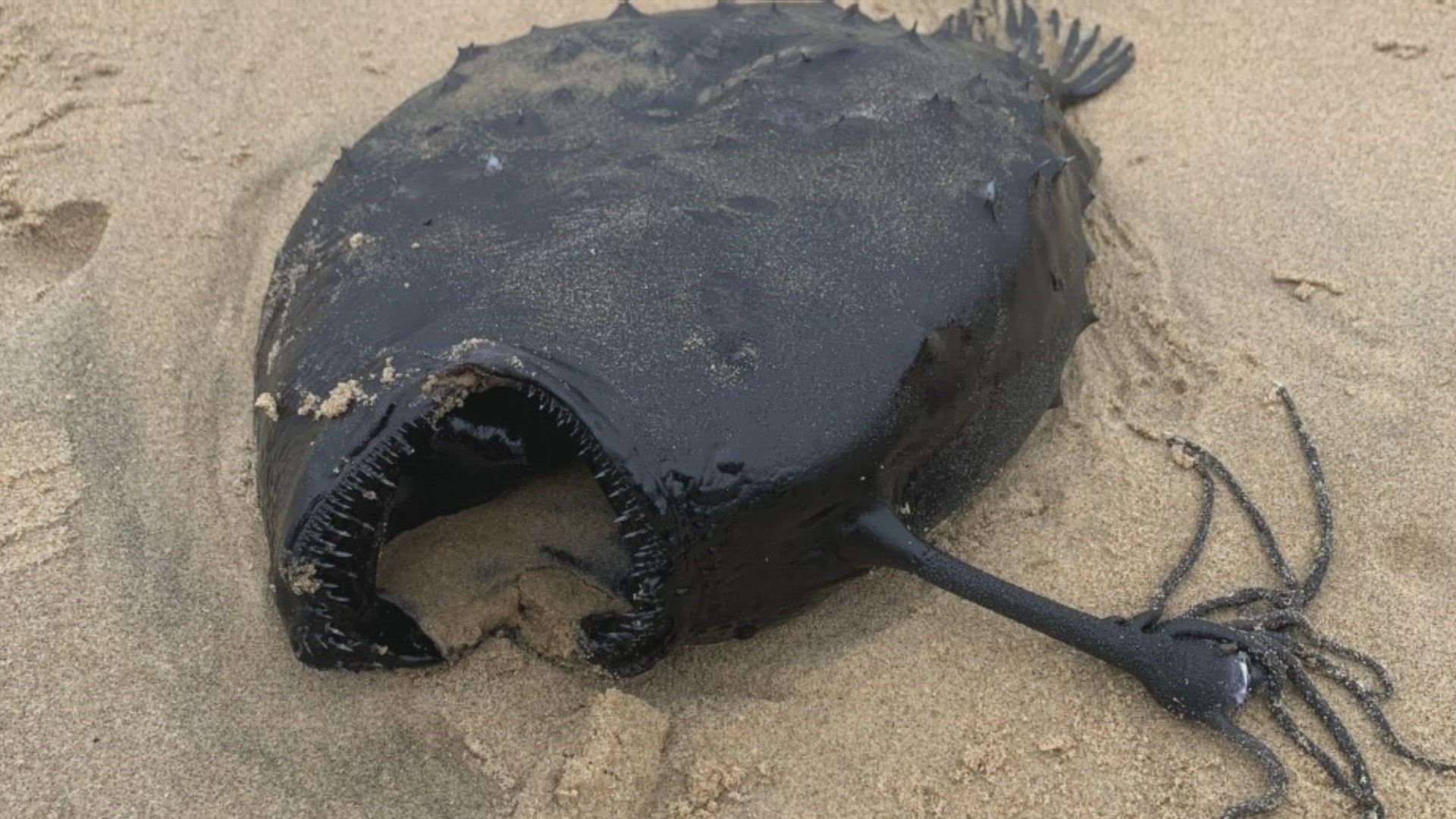 Mysterious Underwater Creatures