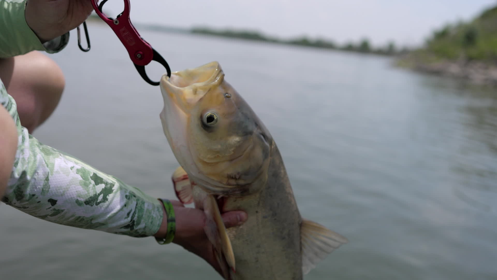 The Invasive Carp Disaster