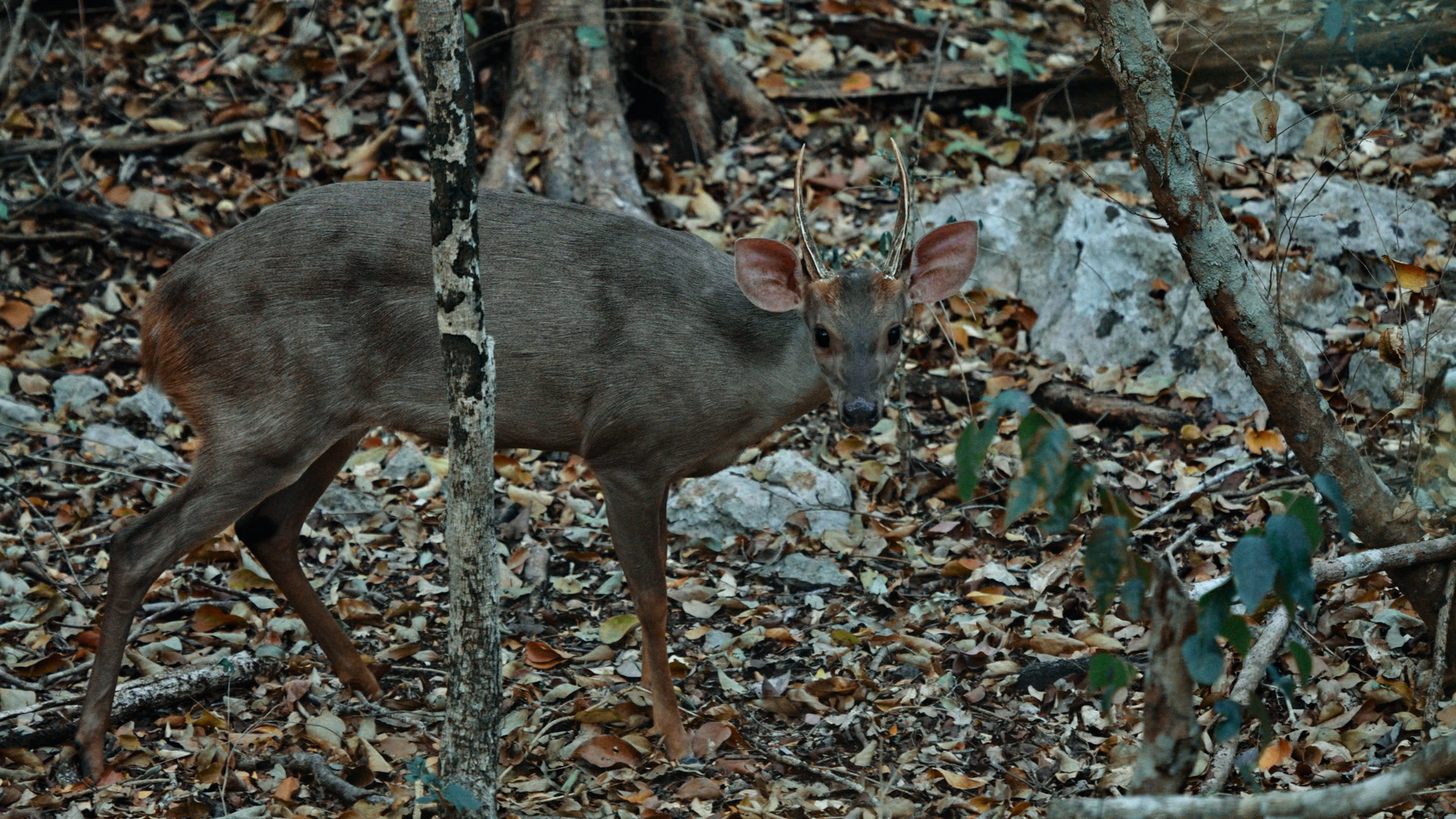 Tropical Deer of Mexico