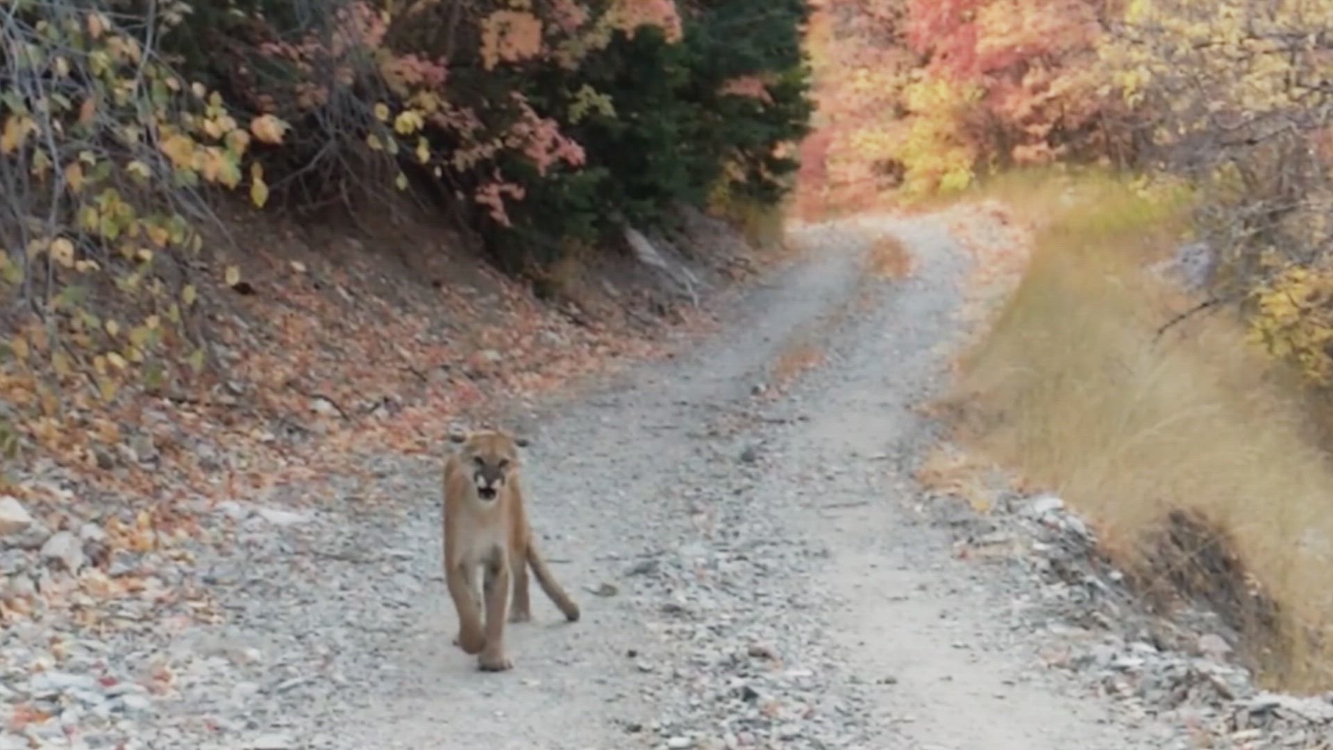 Man Stalked By Cougars, Skydiver Miracle, Buried Alive &amp; Terrifying Drive