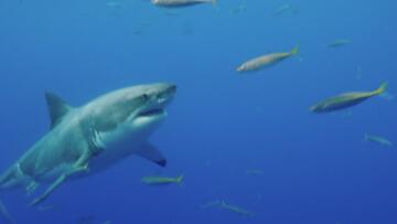 Watch History's Most Shocking Season 1 Online | HISTORY Channel