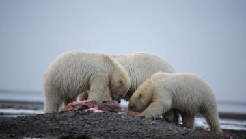 Episode 99 Before The Freeze