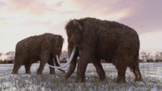 Wooly Mammoth Sighting, Ohio Bigfoot Howl, and Killer Robot