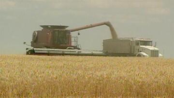 Episode 25 Wheat