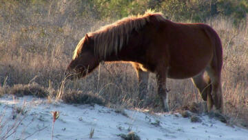 Episode 4 Heavy Metal