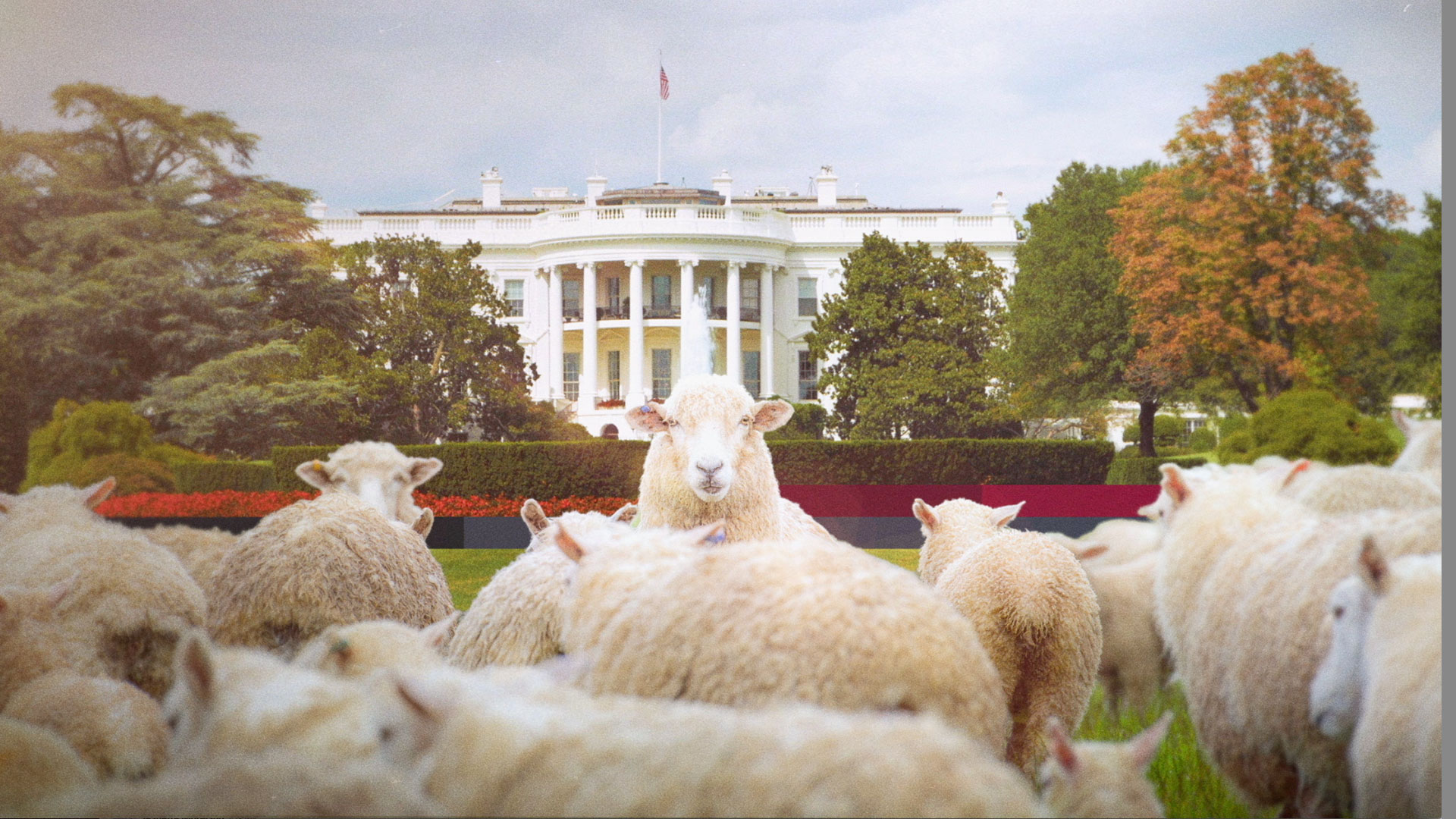 Why Sheep Mowed the White House Lawn