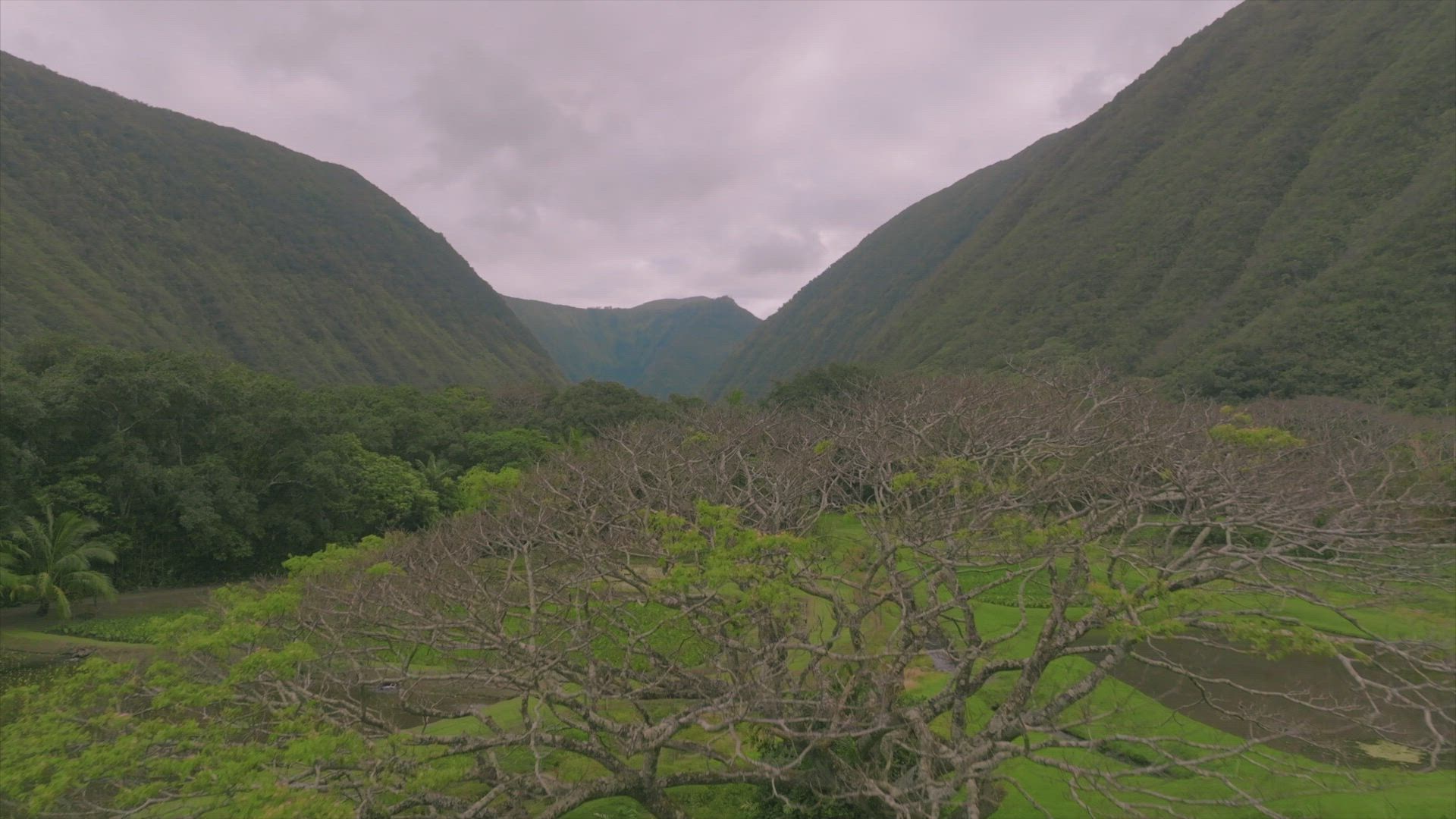 Hunting Hawaii