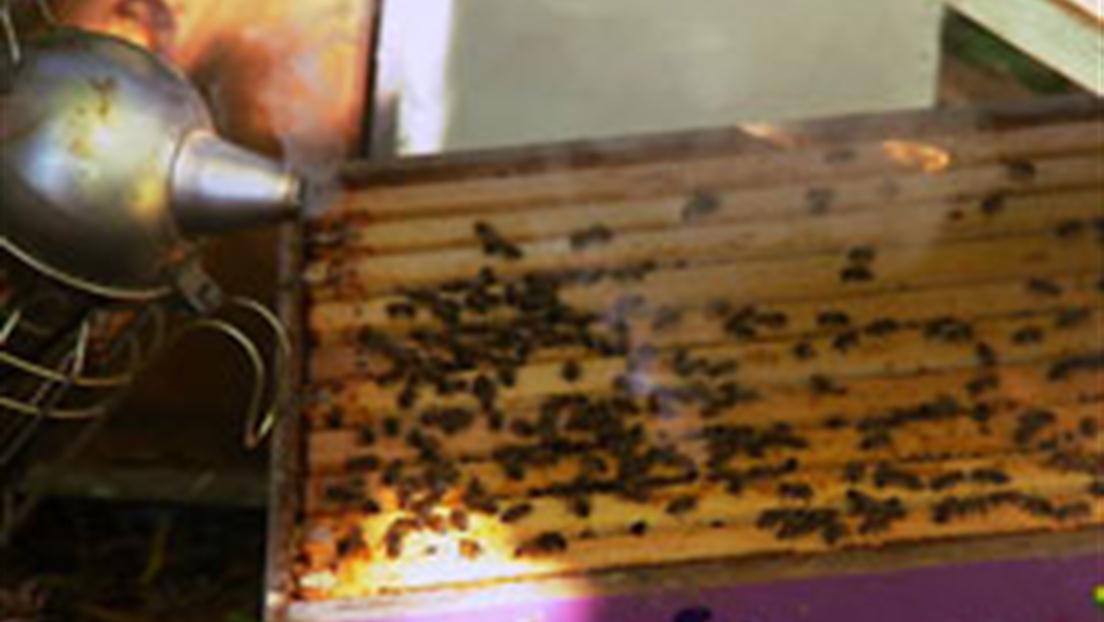 Prepping Bees for Winter