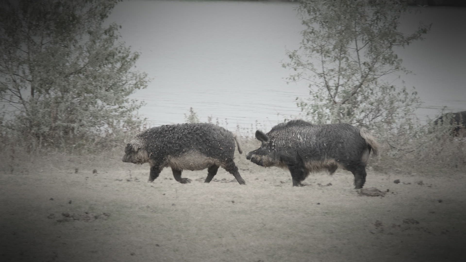 Graveyard Hogs