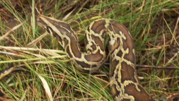 Episode 1 Skunk Ape Alley