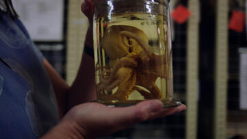 Episode 3 Monsters of the Deep