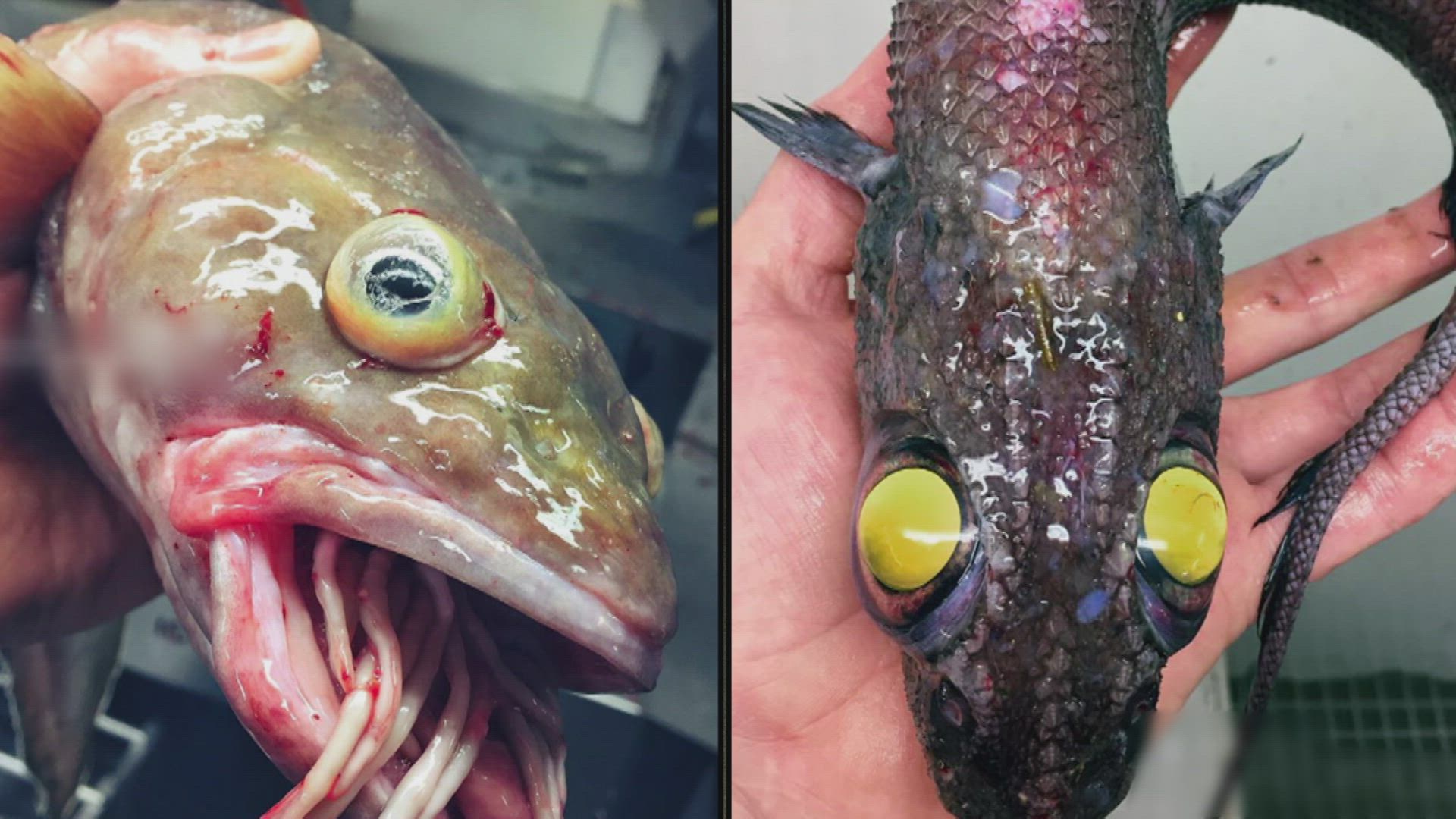 Strangest Mutant Creatures Ever Seen: Including Two Headed Snake thumbnail