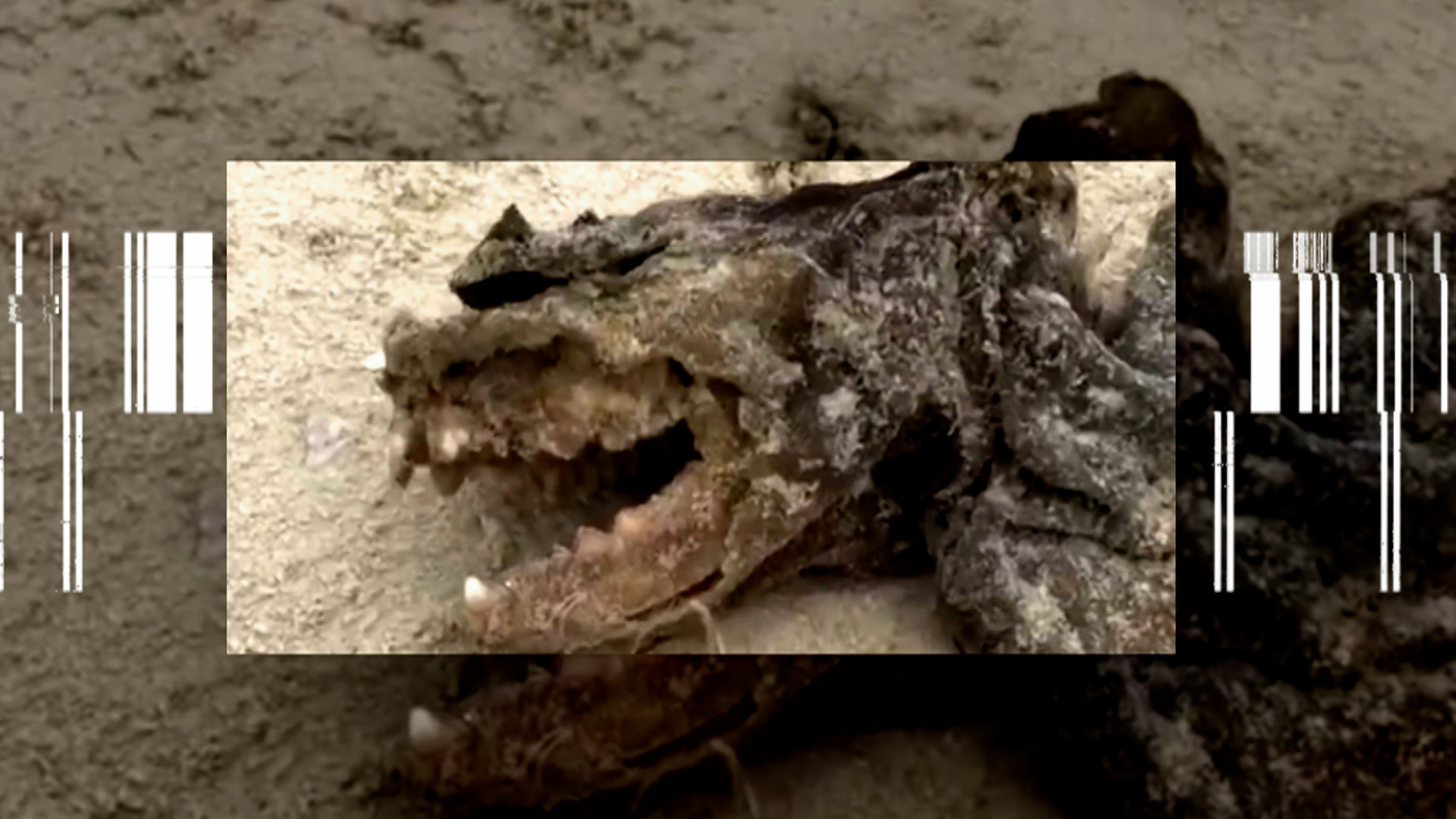 3 Extra Strange Creatures thumbnail