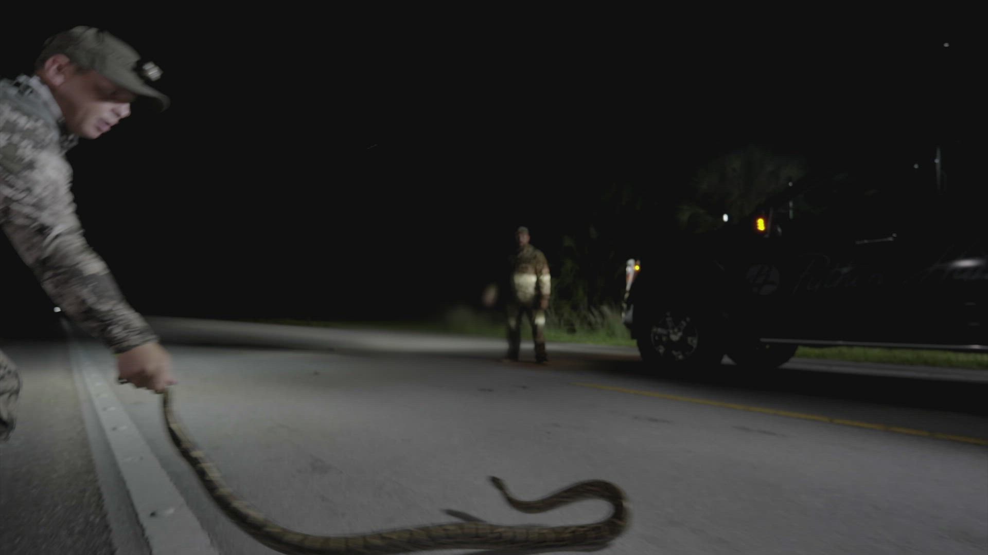 The Everglades Python