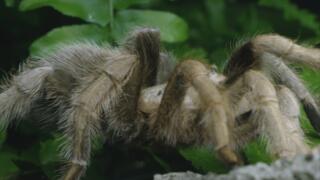 Jellyfish UFO, Alabama’s Loch Ness Monster, and Miami Mall Alien