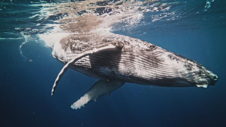 Swallowed by a Whale thumbnail