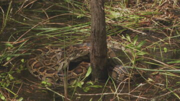 Episode 5 Outlaw Country