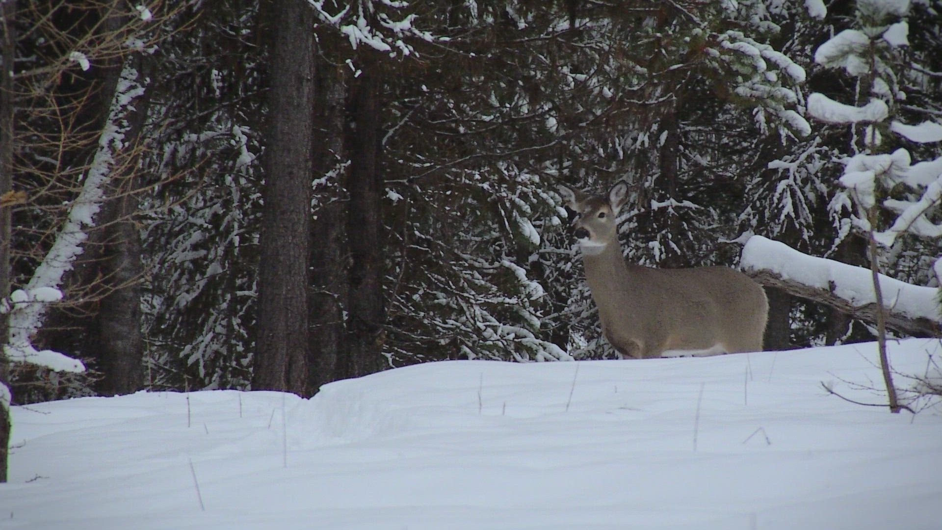 Tom Oar’s Secrets From the Wild
