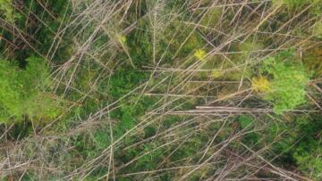 Episode 10 Worm in the Sky, Skeletal Mystery Remains, and Thessaloniki Mystery Sounds