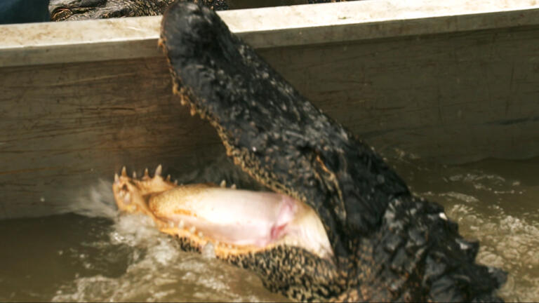 Troy's TERRIFYING Trip to the Boneyard thumbnail