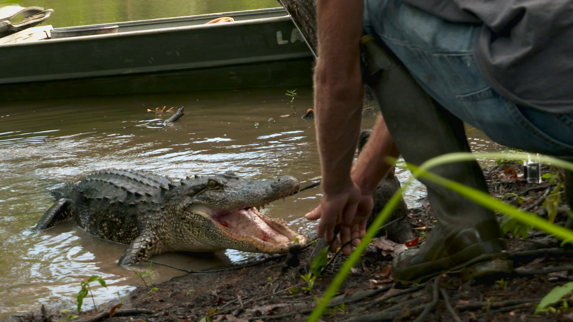 Willie Battles a Monster Gator