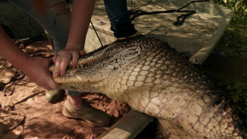 Episode 4 Swamp of the Giants