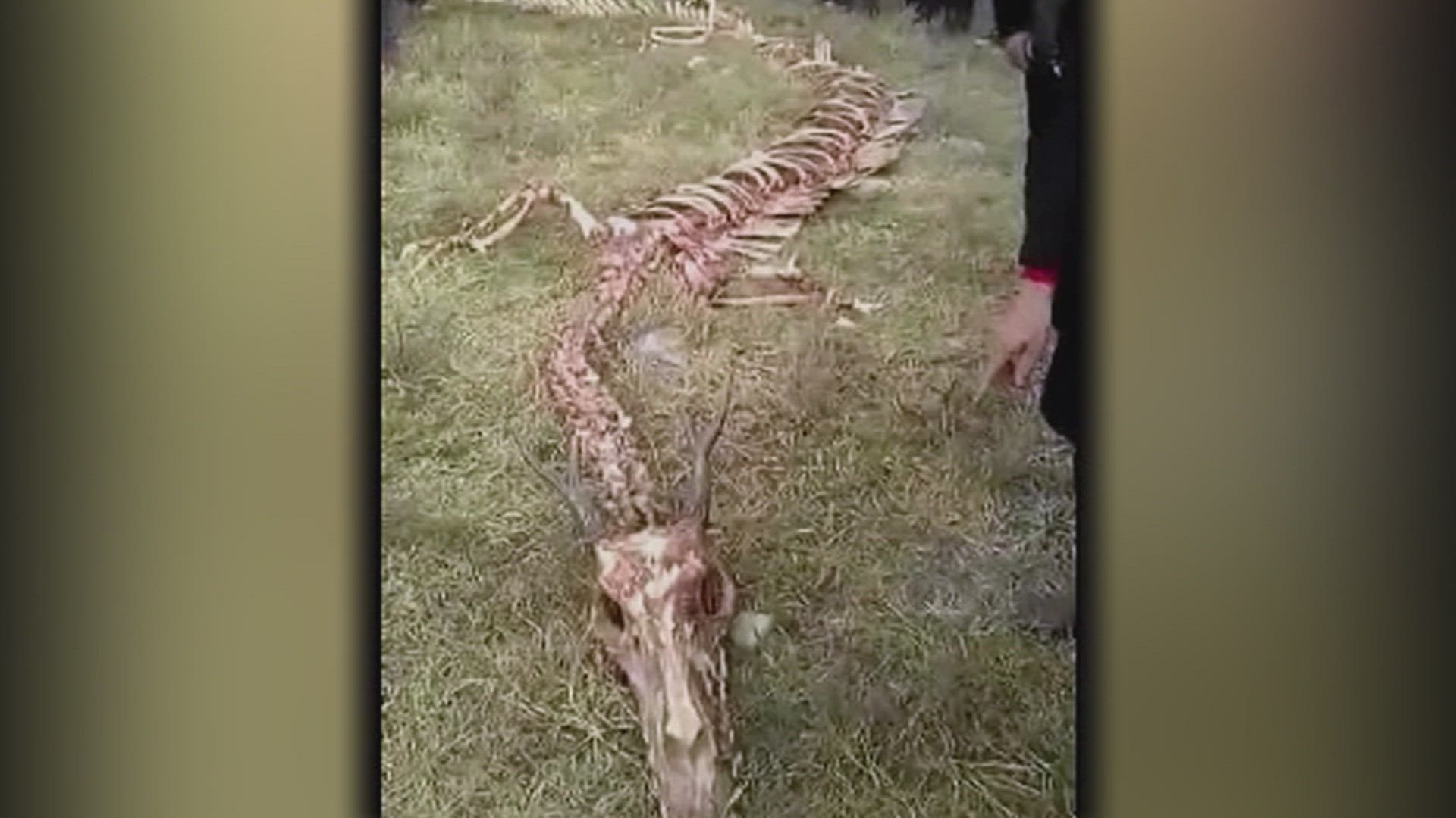 The UnXplained: Creepy Skeletal Mysteries