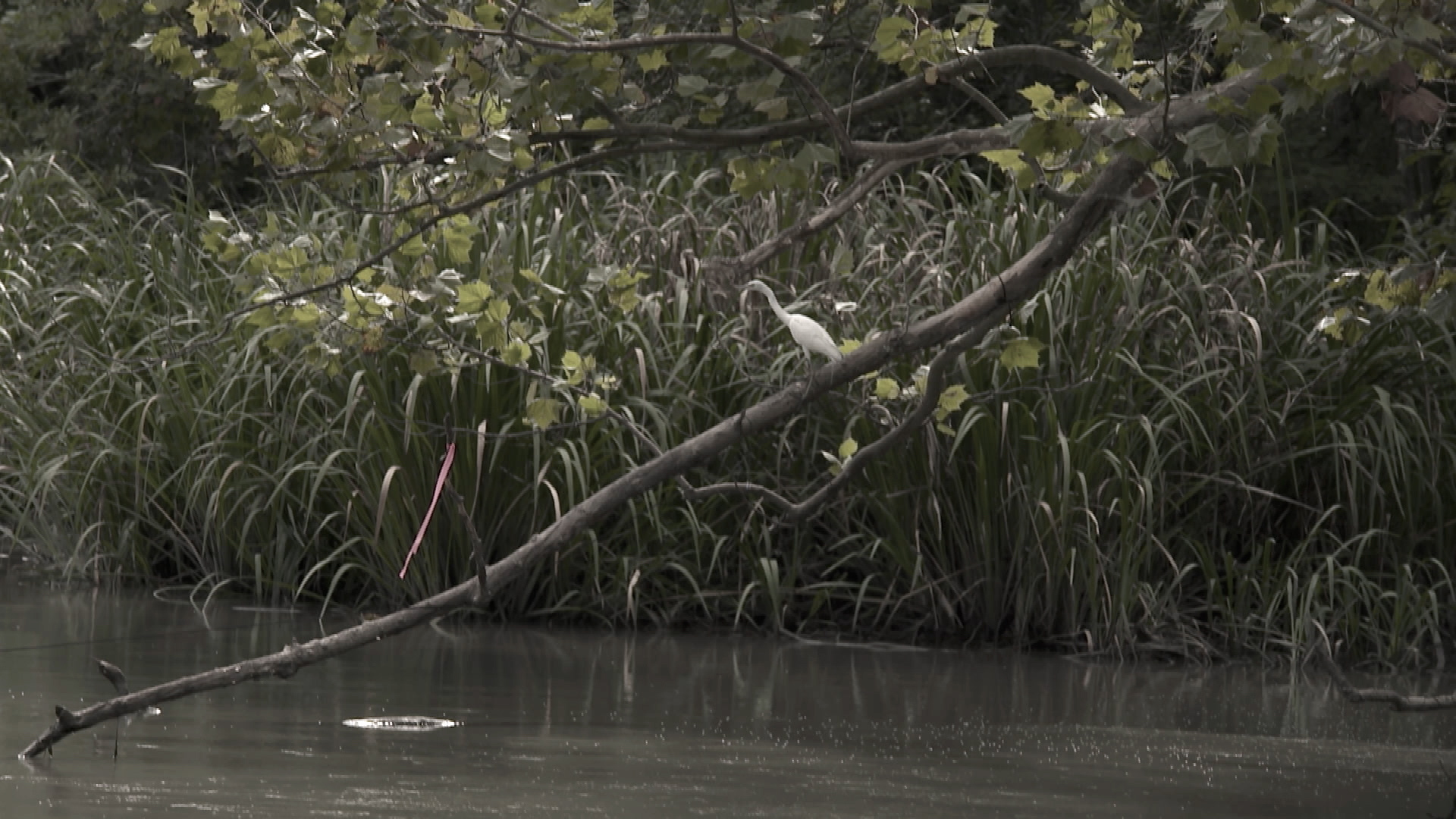 CAJUN GATOR HUNT Fills Brock's Boat