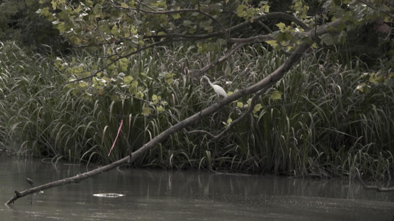 CAJUN GATOR HUNT Fills Brock's Boat thumbnail
