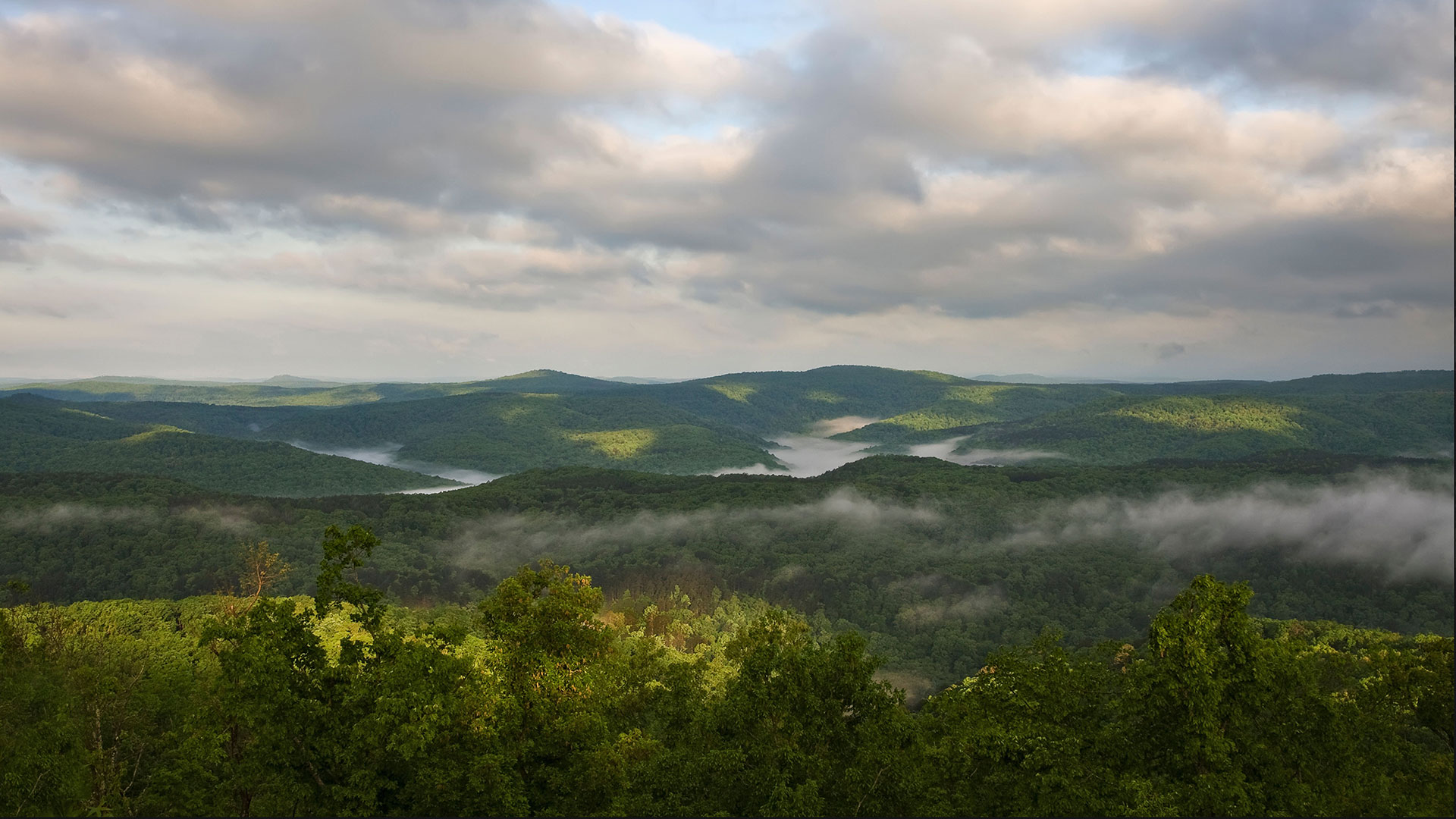 Lowe-cation: The Habitat of the Wood Ape